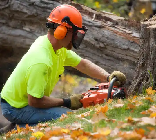 tree services Wynantskill